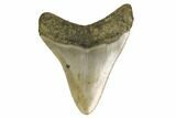 Fossil Megalodon Tooth - North Carolina #160506-1